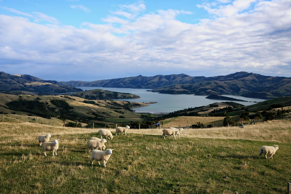<h2>2018 New Zealand & Australia Golf Cruise</h2>13 Nights | 5-6 Rounds | Auckland to Sydney | February 22 – March 7